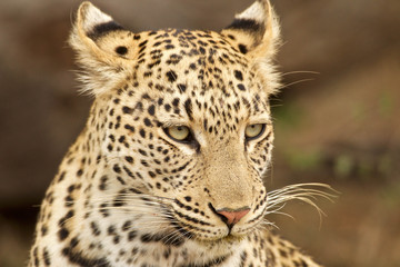 Leopard Portrait in Bush