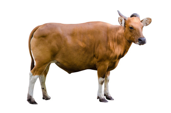 banteng Isolate cow side Bibos banting