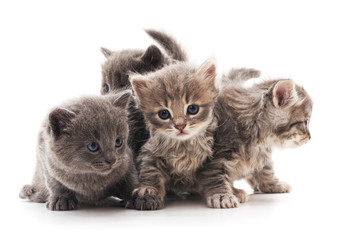 Fototapeta na wymiar Four gray cats.