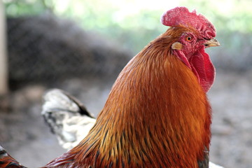 graceful Italian cock