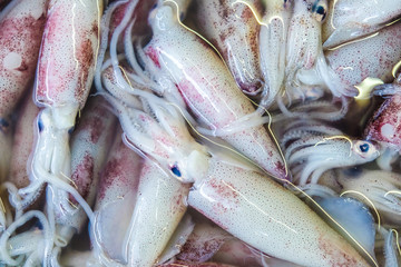 Fresh squid seafood bundle on market