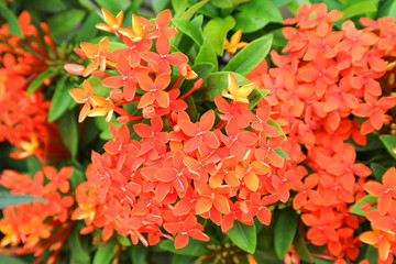 light red Ixora flower boutique spike bloom in the garden