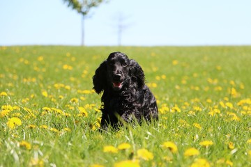 black cocker spaniel is running on a field with dandelions