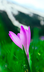 Crocus bright violet spring flower blossom, mountain nature. Saffron flower macro view, blurred garden background.