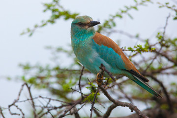 European Roller sitting in a tree