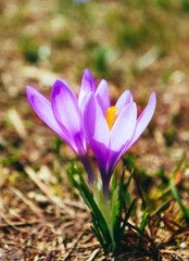Crocus bright violet spring flower blossom, mountain nature. Saffron flower macro view, blurred garden background.