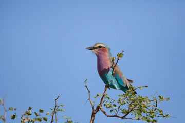 Lilac breasted roller sitting in a tree