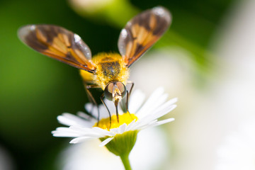 Insect on a white flower