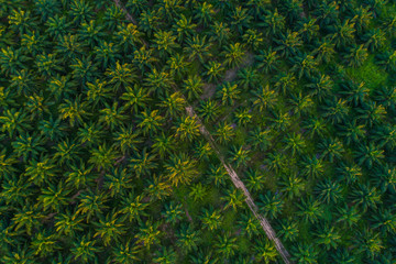 Oil palm plantation field aerial view with sun light