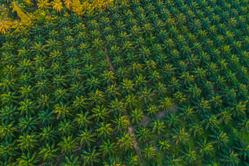 Oil palm plantation field aerial view with sun light