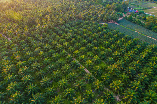 Oil palm plantation field aerial view with sun light