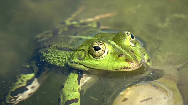 Wasserfrosch, Teichfrosch, Rana esculenta im Teich, Auge, close up, Gr&uuml;nfrosch, Amphibie, 4K