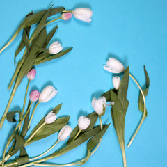 White tulips on blue background as a card