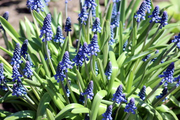 small bush of blue flowers