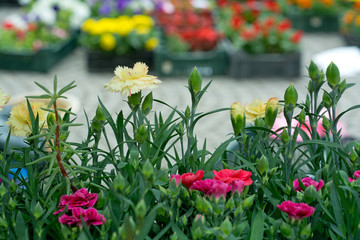 Obraz premium carnation with selective focus. Closeup photography