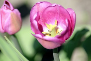  Flowering tulips in the spring
