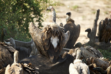 White=backed Vulture on Carcass