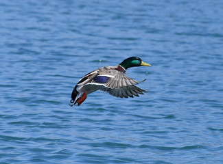 Männliche Stockente