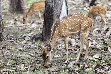 Naklejka na ściany i meble The Cheetal deer, India