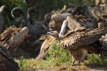 Vultures on Buffalo Kill