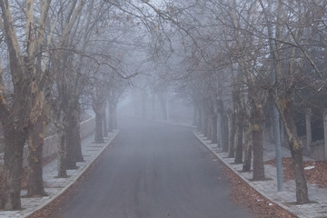 Foggy Autumn road