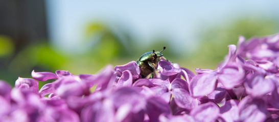 Panorama Maikäfer auf lila Flieder 