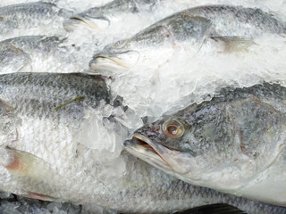 Fresh fishes Giant Perch in the supermarket.Freeze Barramundi, white snapper or sea basses in the ice.Frozen foods