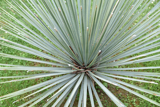  Dasylirion glaucophyllum du Mexique