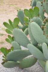 Figuier de Barbarie (Opuntia ficus indica) au printemps au jardin