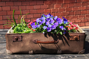 Blumenschale, alter Koffer, Dekoration, Blumendekoration im Freien