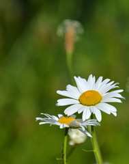 Daisies (Bellis perennis) © AnnuO