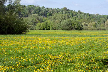 Landscape with a pasture covered with dandelions and trees in the background