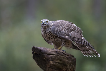 Northern goshawk in the forest in the Netherlands