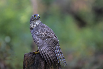 Northern goshawk in the forest in the Netherlands