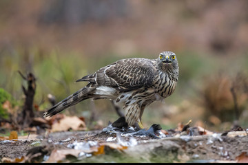 Northern goshawk in the forest in the Netherlands