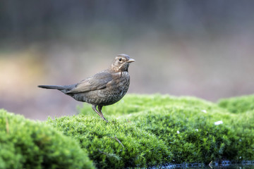 common blackbird going to drink in the forest in The Netherlands
