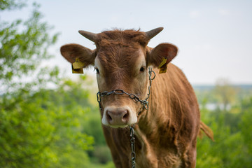 Young, brown heifer's portrait