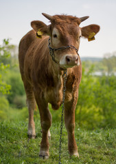 Young, brown heifer standing on a pasture