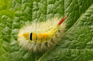 Yellow furry caterpillar from above