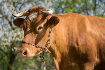 Head of a brown milk cow
