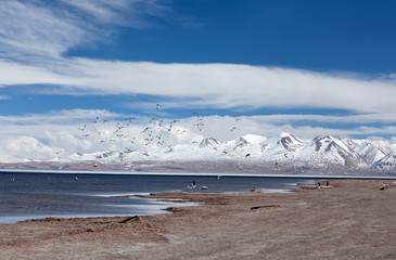 Lake Manasarovar in Western Tibet, China