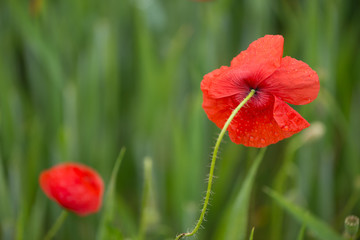 Naklejka premium Detail of some poppies