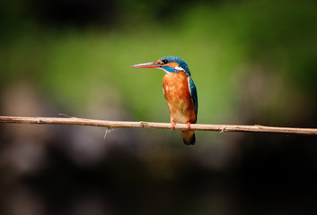 Kingfisher (alcedo atthis), adult, female, sitting on a branch. Green background.