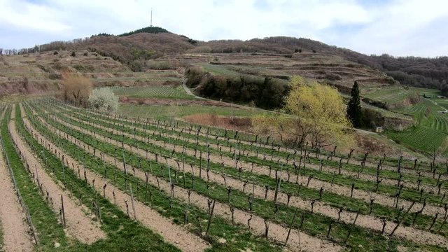 Landschaftspanorama am Weinbaugebiet Kaiserstuhl mit Terrassenanbau, 4K