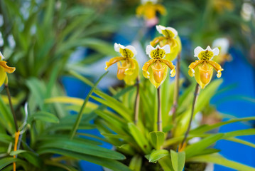 Fototapeta na wymiar Lady's Slipper orchid flower ( Paphiopedilum ) yellow colour in the garden