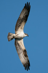 Osprey Flight X