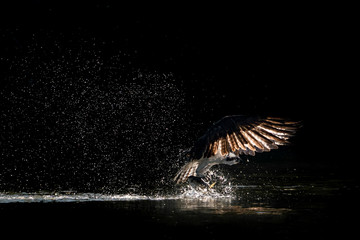 Osprey Takeoff XVI