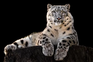 Deurstickers Zonnen Snow Leopard III © Abeselom Zerit