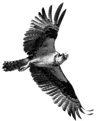 Osprey in Flight IV