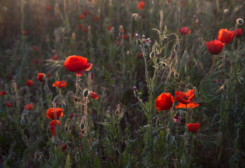 red poppies